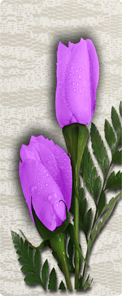 2 Roses Lavender
